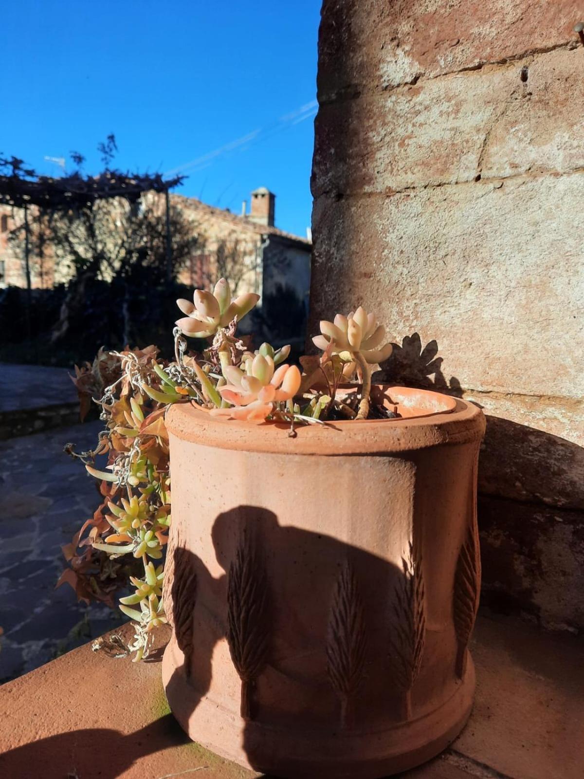 Al Piccolo Ulivo, A Casa Di Mimo&Se Villa Castiglione d'Orcia Luaran gambar