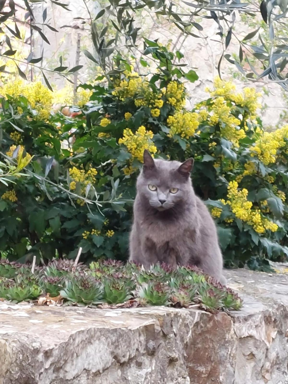 Al Piccolo Ulivo, A Casa Di Mimo&Se Villa Castiglione d'Orcia Luaran gambar