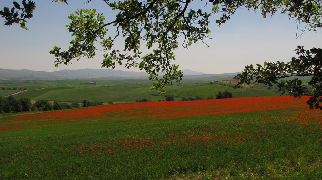 Al Piccolo Ulivo, A Casa Di Mimo&Se Villa Castiglione d'Orcia Luaran gambar